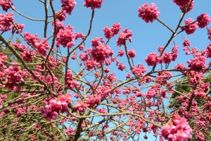 20160316　ヒカンザクラ　緋寒桜が満開です (2)